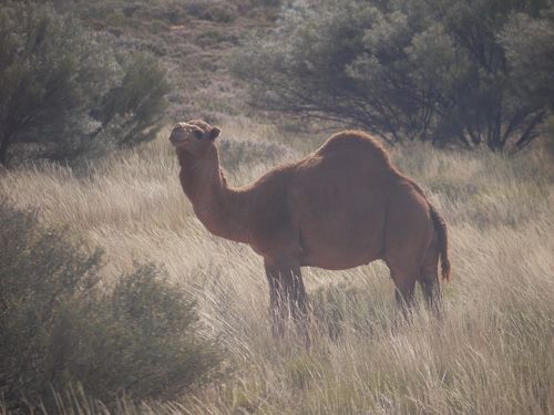 Outback camel